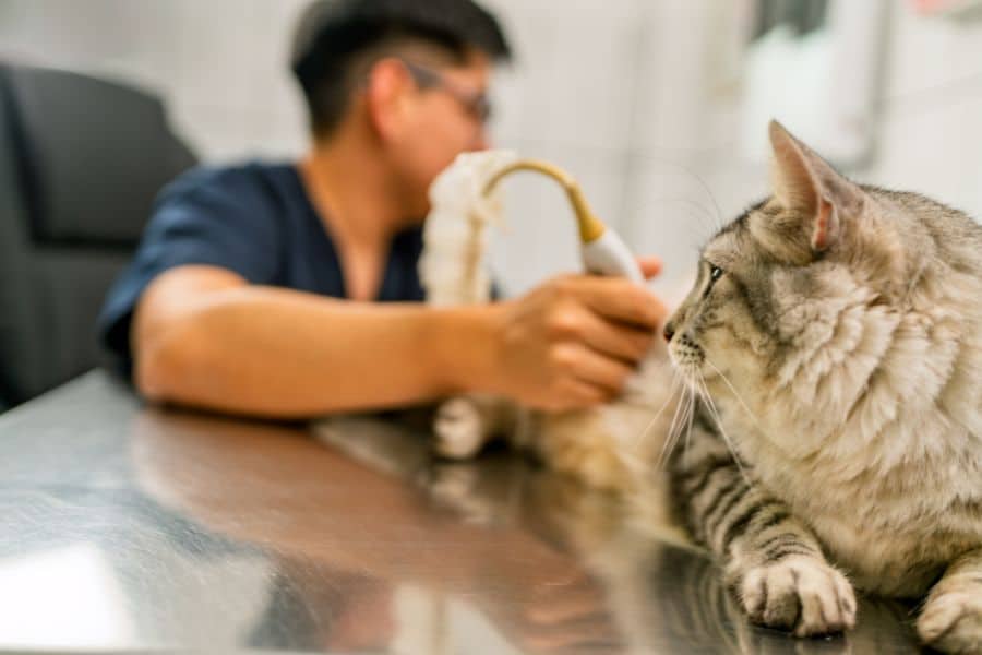 Microchipping FAQs