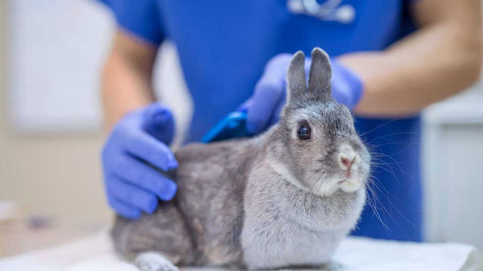 rabbit.at_.vet_ Rabbit Vaccines (RHDV)