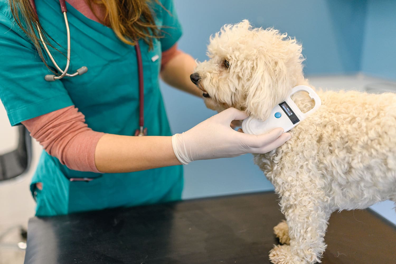 Microchipping FAQs