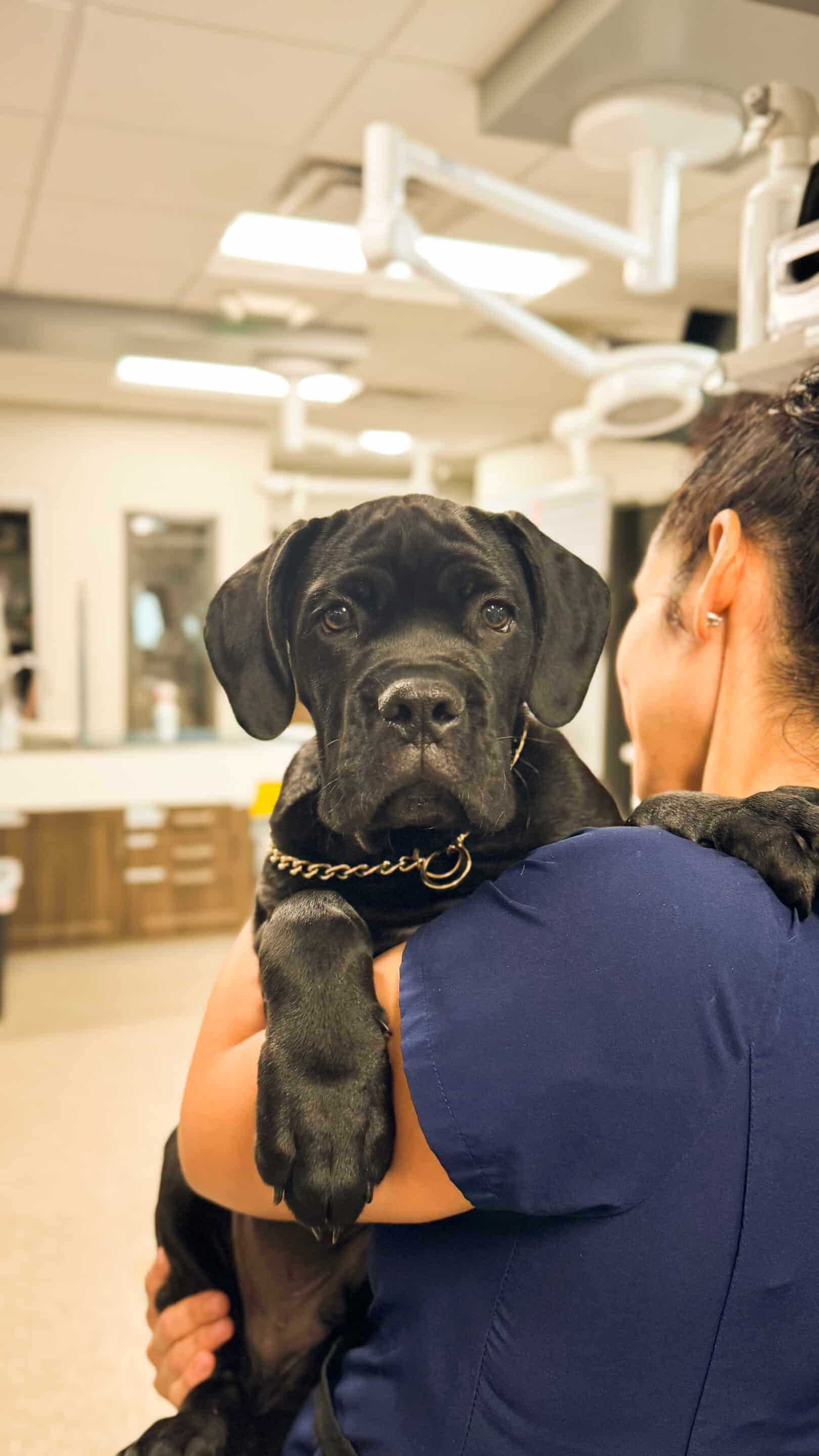 Fluoroscopy For Pets