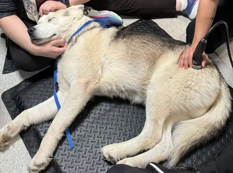 Shockwave Therapy