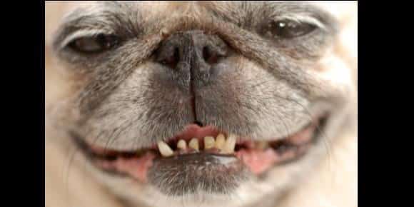Phew! What Your Pet’s Bad Breath Could Be Telling You