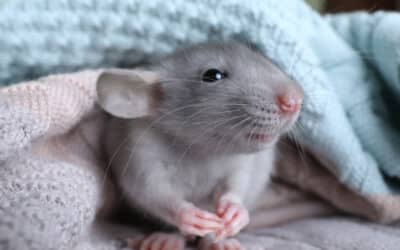 Should You Spay Your Female Rat?