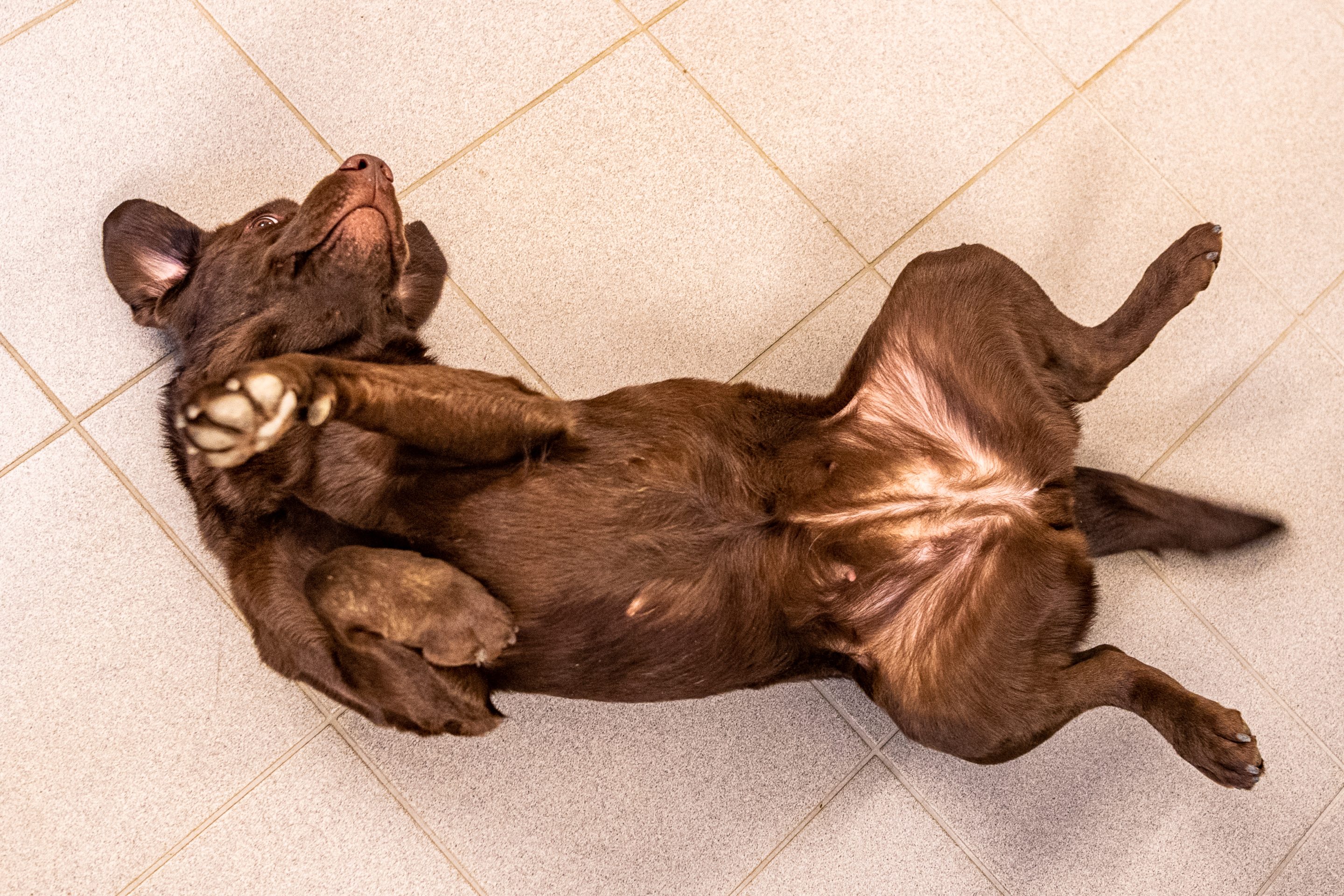 Breast Cancer in Dogs Breast Cancer in Dogs